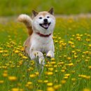 강아지꿈 이미지