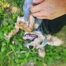 행복한 강아지 | 강아지파양비용 입소한 행복한 쿠키 후기
