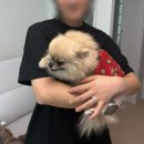 250225-0303 엄마아빠(+까꿍이) 신혼집 나들이, 예복 원정대, 답프로포즈, 일상