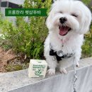 [프롬한라]반려동물 염증완화에 도움주는 비건 샴푸바 추천