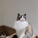 폴인캣츠 이미지