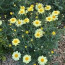 힐링정원 이미지