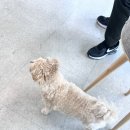 패밀리 애견훈련학교 | 강아지훈련 ㅣ 교감을 통한 행동교정 프래들 애견학교 센터교육 후기