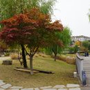 수원팔색길 여우길 | 가을이 찬란하게 내려앉은 공원과 숲이 이어진 길(수원 팔색길:四색 여우길 ①)