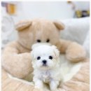 유앤미펫 강아지분양 고양이분양 일산점 | 위생·건강·책임까지 갖춘 파주강아지분양 유앤미펫 강아지분양 고양이분양 일산점