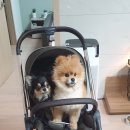 비-오이스터 이미지