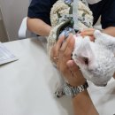 태산동물병원 | 의정부동물병원 정착한 후기