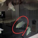 아쿠아쿠 | 대형어 아쿠아 카페 '아쿠아쿠' 방문 후기