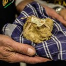 화이트라이프 주식회사 | 2025 추석 부모님 선물 추천 — 진짜 트러플 오일 고르는 기준과 알바 화이트 트러플 축제 이야기