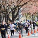 2024 대청호 벚꽃길 마라톤 대회 이미지
