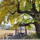 신당리 보호수