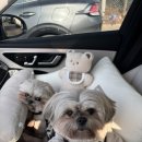 카페마루 | 용인애견카페 안녕마루 후기