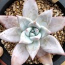 포에버농장 이미지