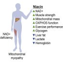 NAD+/NADH ratio, 젖산 대사 --＞ 고농도 나이아신 치료.. 이미지