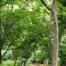 함양토종약초시장 이미지