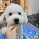 마이쏭 펫샵 이미지