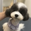 도그마 펫살롱 이미지