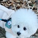 세븐일레븐가평제령리점 | 가평 애견동반 펜션 가평 제이슨 펜션 가평북면 숙소 후기