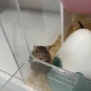 햄스터 분양 로던트 클럽 충남점 이미지