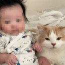 메종 드 캣 이미지