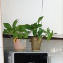 구룡포침구 이미지