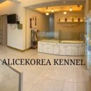 앨리스코리아켄넬 이미지
