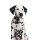달마시안 이미지
