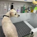 펫살롱 귀요미 이미지