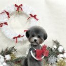 퍼피포유 이미지