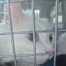 진솔방역 | [진료] 진솔동물병원 고양이 스케일링/치아검진 상담 후기 + 육안검진 결과지