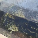 바다비치 | 🍔 대부도 수제버거 맛집 | 바다 보며 먹는 버거비치 솔직 후기