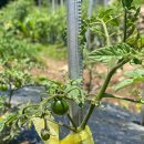 마산농장 이미지