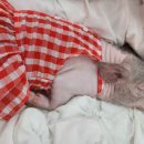 피그월드 이미지