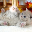 달루나캣츠 고양이전문 평택점 이미지