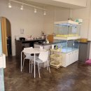 펫퍼스트24시 서울송파점 강아지고양이분양말티푸말티즈푸들 이미지