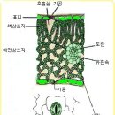 한국춘란 생장기(生長期-growth period)의 관수 관리와 이해-10/분내 습도와 증산작용 이미지