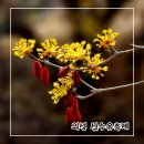 경북 가볼만한곳 의성 산수유축제 개화 실시간 정보
