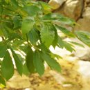 황토향기민박 이미지