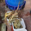 [마포농수산물시장] 대게와 대방어모듬회 포장(시세)🦀 푸짐한 연말모임으로 제격 :D
