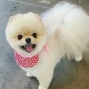 아담스펫살롱 이미지