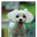 쁘띠 펫 살롱 이미지