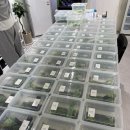 포곡로108번길 | 수원·용인 파충류샵 ‘크레빈’ 방문기｜게코 입문자도 부담 없이 구경하기 좋은 곳