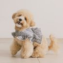하이디엔 | 펫츠랜드 하이디 강아지 하네스옷 후기｜별이의 여름 프릴 하네스