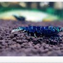 킹콩아쿠아 이미지