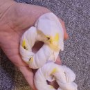순산후조리원 신관 | 순산후조리원생활 13-14일 후기 BCG주사 사진촬영 퇴소
