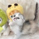 사랑해묘 이미지