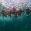 삼성담구클럽 | 「세부」 두달살기 2주차 (클럽세부 호핑투어/쉬라인/오아시스 스파)