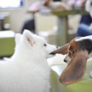 동키 이미지
