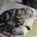 CATS TIME CAFE 이미지