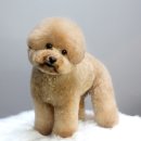 멍분의 멍 이미지